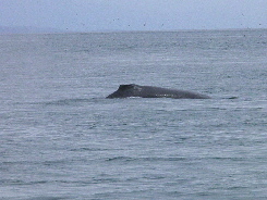 Humpback